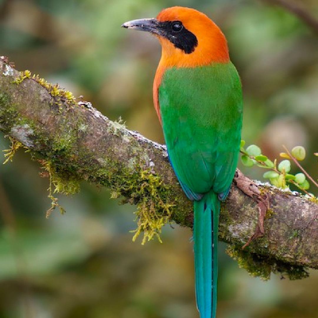 Rufous Motmot perched on a mossy branch in Arenal’s Peñas Blancas river rainforest