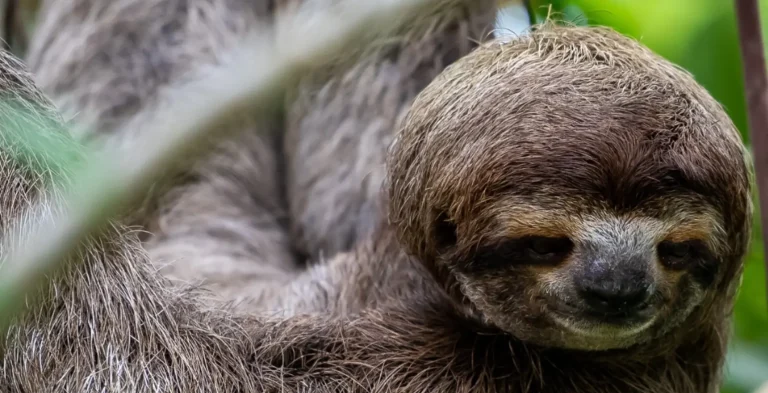 close up of a sloth resting in the costa rica rainforest canopy