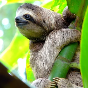 Close-up of a three-toed sloth climbing a tree during a wildlife tour in Costa Rica