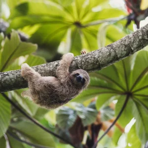 sloth hanging from tree branches in tropical rainforest costa rica