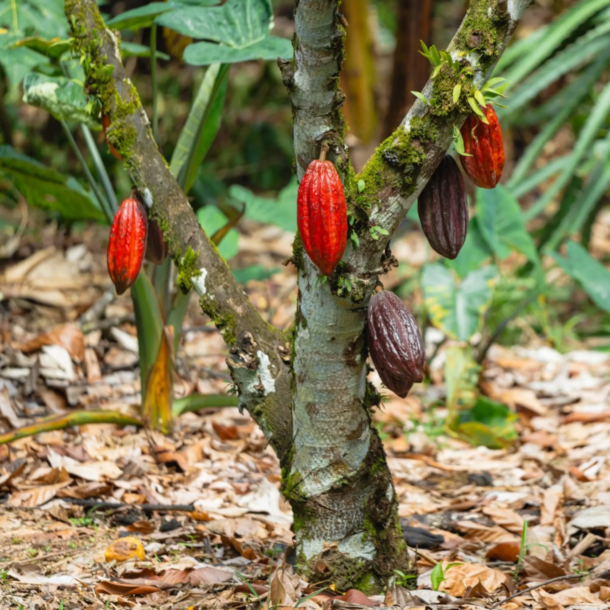 Cacao tree with red and dark pods growing on trunk
