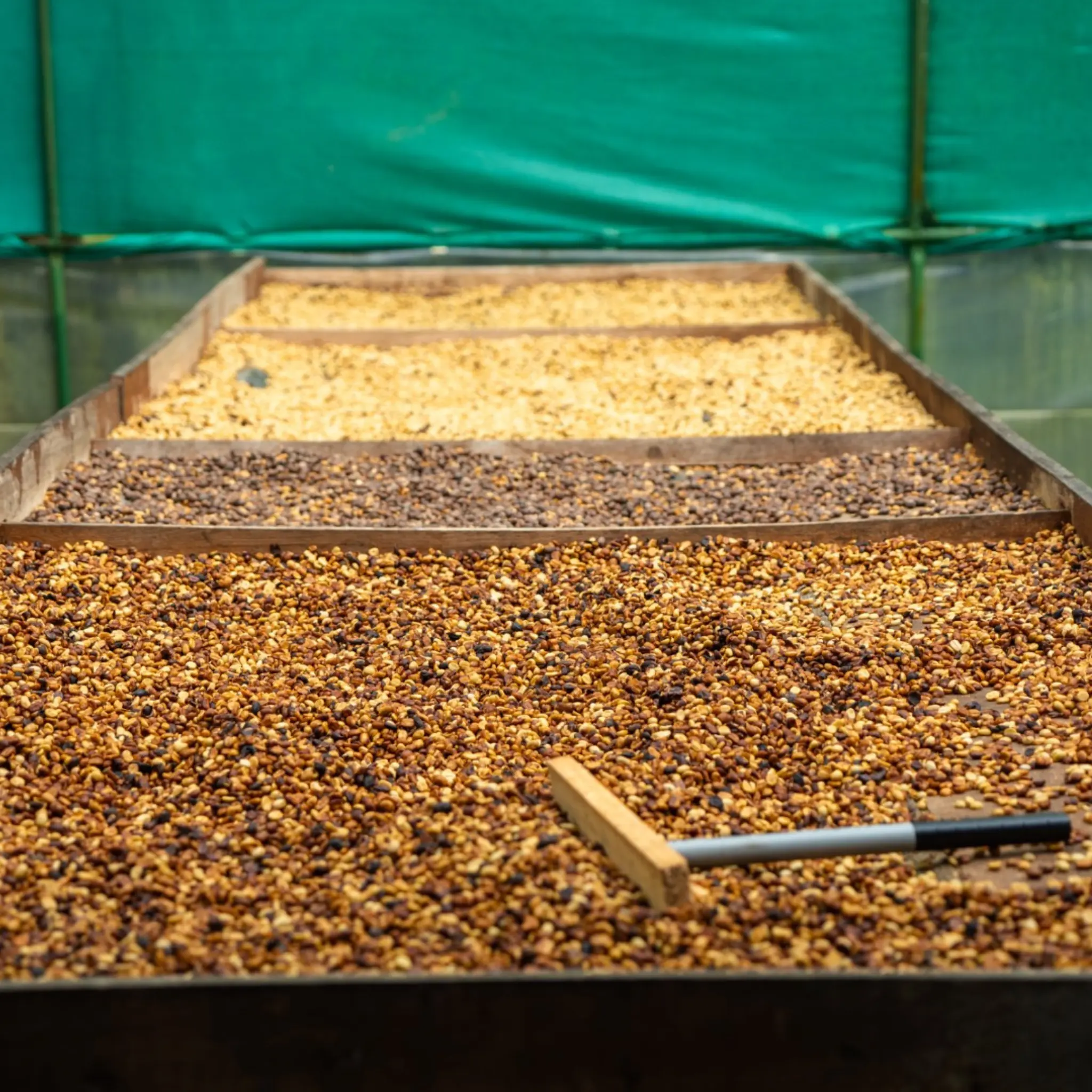 Wooden trays with fermented cacao beans drying in Costa Rica