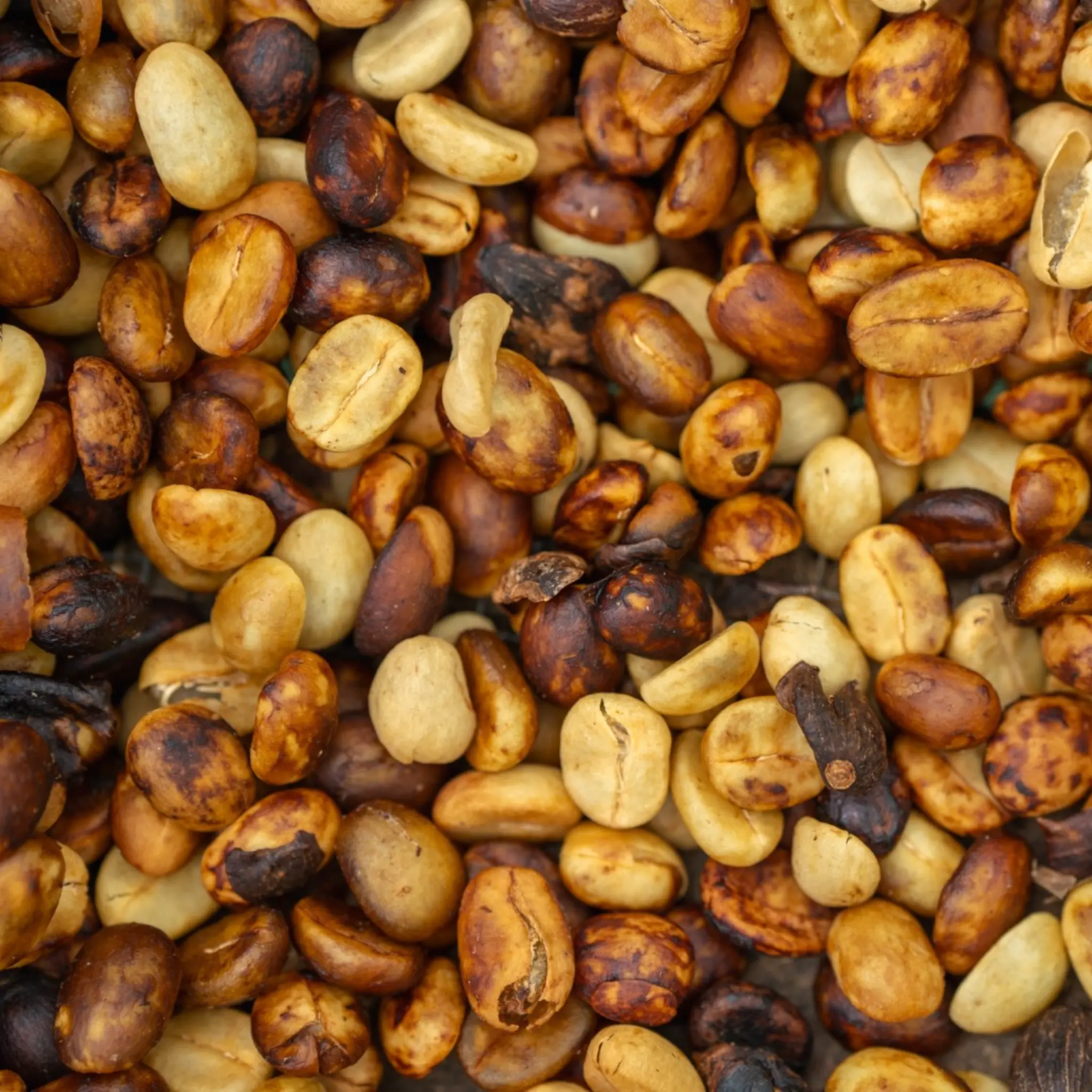Close-up of roasted cacao beans used in chocolate production