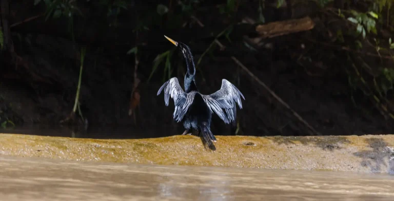 water bird spreading wings on a river in costa rica rainforest